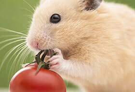 Các loài thú cưng hot