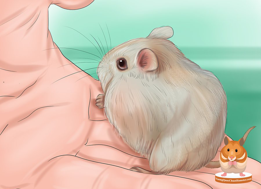 Mới nuôi hamster thì nên nuôi dòng Hamster nào
